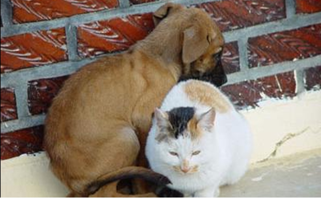 Si hay trato, amigos pueden ser el perro y el gato Si hay trato, amigos pueden ser el perro y el gato