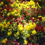 flores de mayo